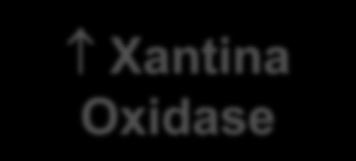 Lesão por Reperfusão Estresse Oxidativo NADPH Oxidase Xantina Oxidase
