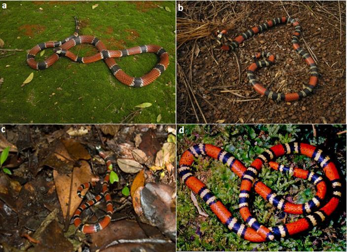 21 Figura 2. Espécies de serpentes da família Elapidae que ocorrem no estado de Santa Catarina.
