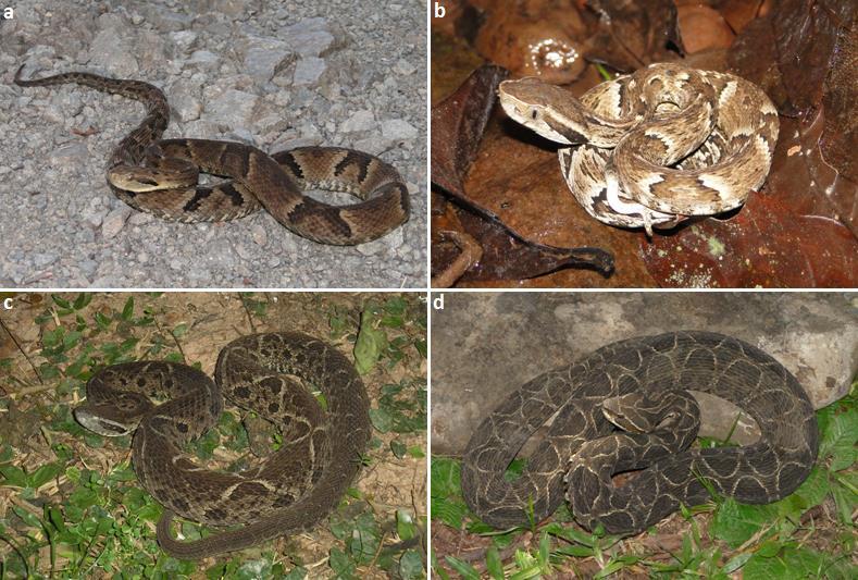24 Figura 3. Espécies de serpentes do gênero Bothrops que ocorrem no estado de Santa Catarina.