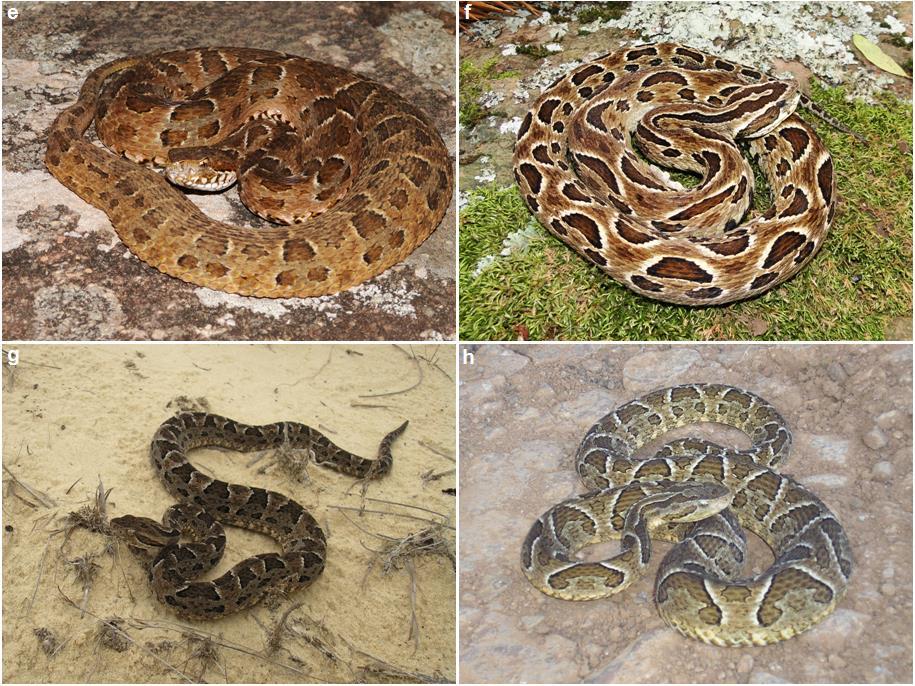 alternatus (cruzeira, urutu, urutu-cruzeira); e) Bothrops neuwiedii (jararaca, jararaca pintada); f) Bothrops