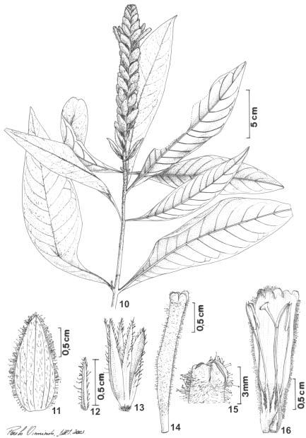 772 Profice: Três novas espécies de Aphelandra R. Br. (Acanthaceae) para o Brasil Figuras 10-16. Aphelandra hymenobracteata Profice. 10. Detalhe do ramo florífero.