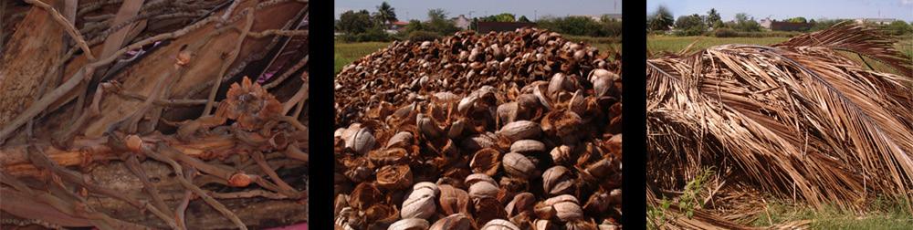 Tecnologia para Biodegradação da Casca de Coco Seco e de Outros Resíduos do Coqueiro 3 Figura 1. Resíduos do coqueiro: galhos, casacas de coco e folhas. Figura 2. Trituração da casca de coco seco.