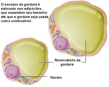 O tecido adiposo é formado por adipócitos, isto é, células que armazenam gordura.