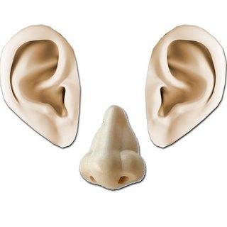 TECIDO CONJUNTIVO Tecido cartilaginoso forma as cartilagens do nariz, da orelha, da traquéia e está