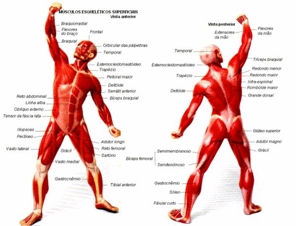 Tipos de tecidos musculares. Os pontos roxos são os núcleos das células musculares. O tecido muscular liso apresenta uma contração lenta e involuntária, ou seja, não depende da vontade do indivíduo.