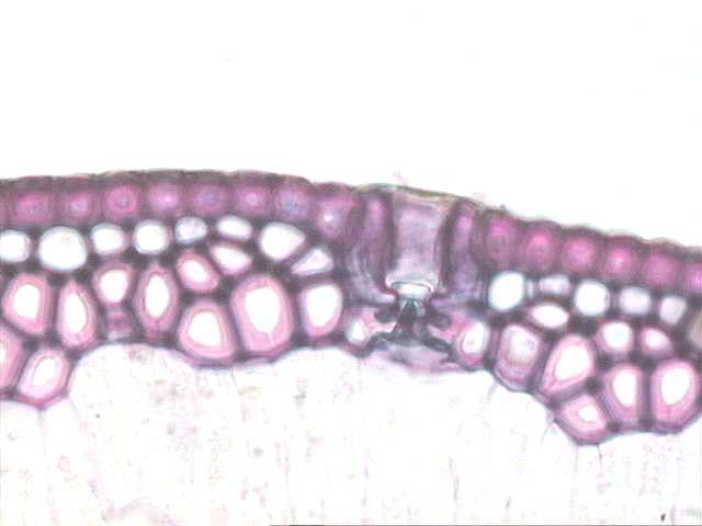 Epiderme de dicotiledônea, corte transversal, com grossa cutícula.