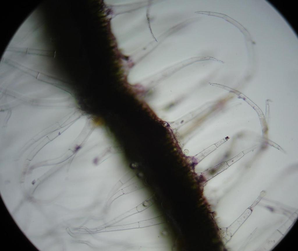 Corte transversal em folha do falso-boldo tricomas