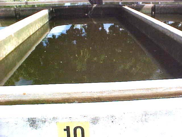 Este fato não se verificou nos tanques com águas escuras a base de adubação orgânica (Figura 2). Figura 1.