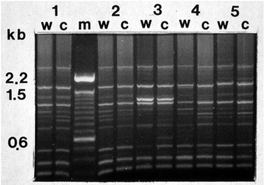 1. PUREZA GENÉTICA Avaliação: identificar ou distinguir?