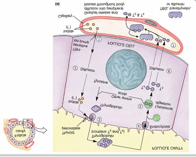 Celula folicular Vaso sanguineo Secrecao de T 3 e T 4 na corrente