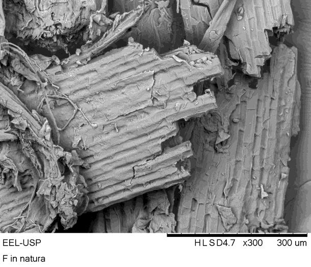 Figura 2. MEV das fibras da casca de noz macadâmia in natura.