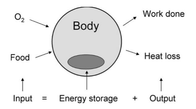 Energia, Calor, Trabalho e Potência no Corpo Humano Combustível do corpo humano: ALIMENTOS opera seus vários órgãos, mantém sua temperatura constante, realiza trabalho e constrói uma reserva