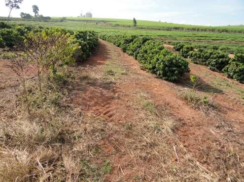 IPR 100 e IPR 106 cultivares de café arábica com resistência simultânea aos nematoides Meloidogyne paranaensis e M.