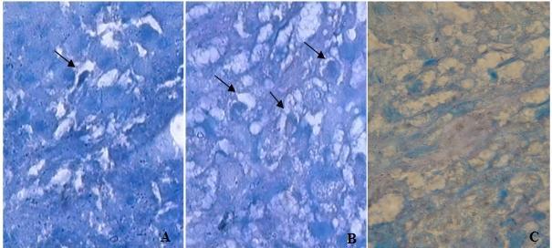 As amostras-controle não apresentaram formação de gotículas de gordura (C). Figura 3. Diferenciação condrogênica de células-tronco mesenquimais do tecido adiposo de cão.