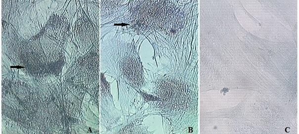 Patricio et al. Figura 4. Diferenciação osteogênica de células-tronco mesenquimais do tecido adiposo de cão.
