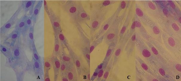 As amostras-controle não apresentaram depósitos de matriz extracelular (C). Figura 5. Células-tronco mesenquimais após 24 (A), 48 (B), 72 (C) e 96 horas (D) de cultivo (corante de Wright, x 400).