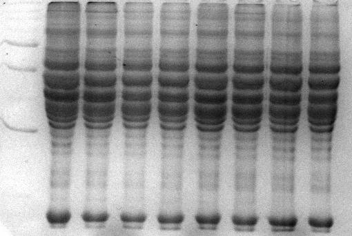 59 M M N1 N7 BR0 BR7 BG0 BG7 PS0 PS7 250 150 100 75 50 37 25 20 15 Figura 1: Eletroferograma das proteínas do músculo Longíssimus dorsi de bovinos de quatro diferentes grupos genéticos, maturadas e
