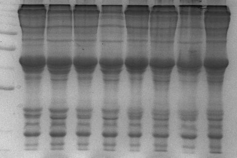 65 M M N0 N7 BH0 BH7 BR0 BR7 PS0 PS7 250 150 100 75 50 37 25 20 15 Figura 3: Eletroferograma das proteínas musculares do músculo Longissimus dorsi de bovinos de quatro diferentes grupos genéticos,