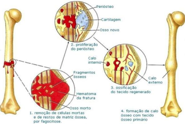 As células ósseas ficam localizadas em pequenas cavidades existentes nas camadas concêntricas de matriz mineralizada.