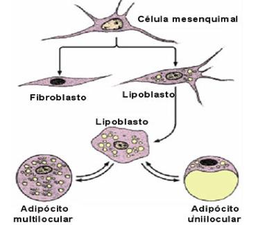 Biologia Tecidos Conjuntivos Prof. Enrico Blota O tecido adiposo é dividido em dois tipos: O adiposo unilocular (ou amarelo) e o multilocular (ou marrom).