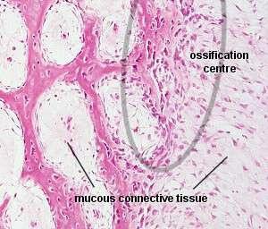 diretamente sobre ou dentro das membranas de tecido conjuntivo fribroso Os osteoblastos começam a depositar-se na