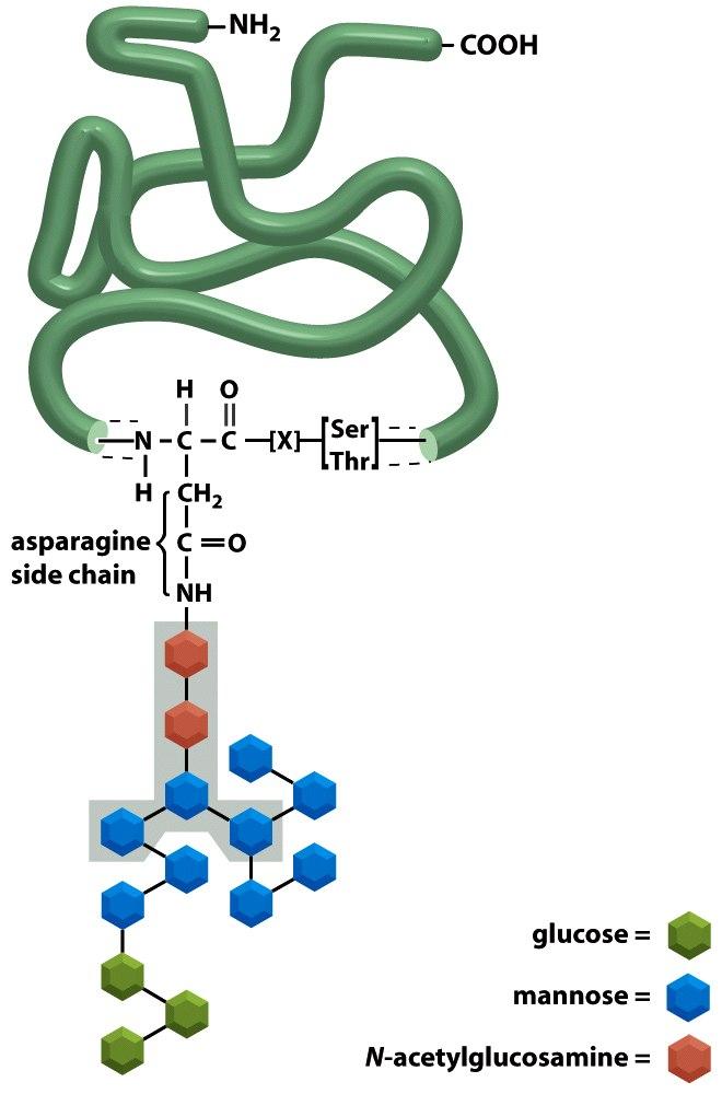 (lúmen) Figure 12-51 Molecular