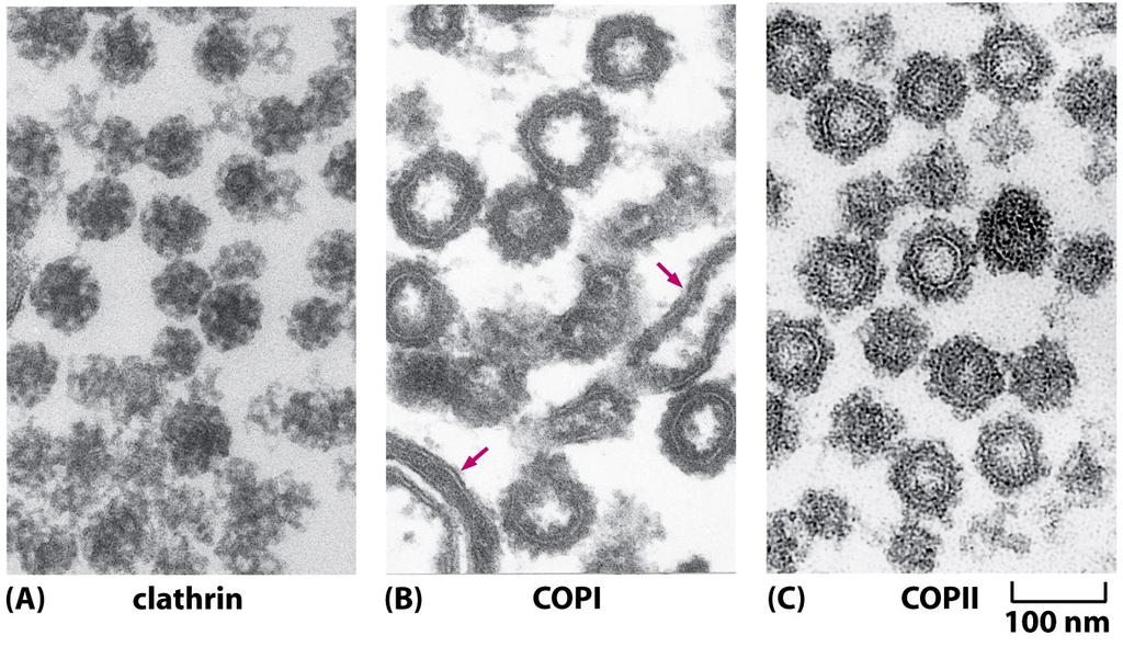 Existem pelo menos três tipos de capas vesiculares Micrografia eletrônica de vesículas