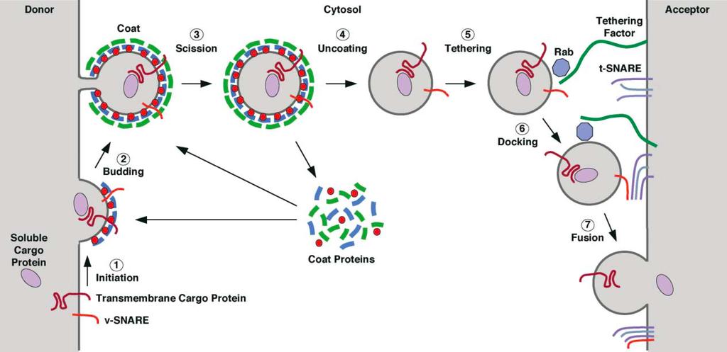 Transporte Vesicular: Visão Geral