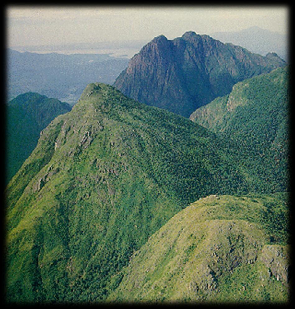 Floresta latifoliada tropical Regiões de planaltos (terrenos cristalinos erodidos: pães-de-açúcar ou meias-laranjas ) Clima tropical litorâneo Solos profundos e de boa