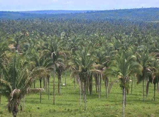 Mata dos Cocais, localizada na região Nordeste, entre os estados do Maranhão e do Piauí. Essa área é uma transição entre a Floresta Pluvial Tropical e a Caatinga.