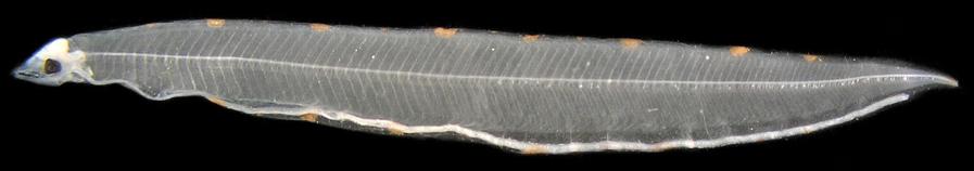 22 Ordem Anguilliformes / Família Congridae 7 Figura 7 - A: Ariosoma balearicum DZUFRJ 31403; CP 22,7 mm. Vista geral.