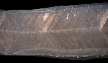 Habitat: todas as espécies da família Congridae são marinhas. Figura 9 - B: Presença de uma mancha de pigmentos abaixo do olho. Figura 9 - C: Pigmentos maiores na margem ventral do intestino.
