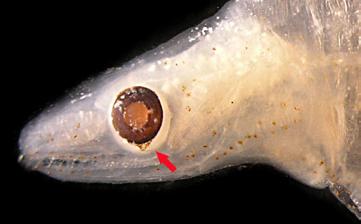 Figura 2 - C: Detalhe da cabeça com mancha de pigmentos no formato de meia-lua abaixo do olho. Tipo de Profundidade Malha N. de arrasto de coleta (µm) inds.