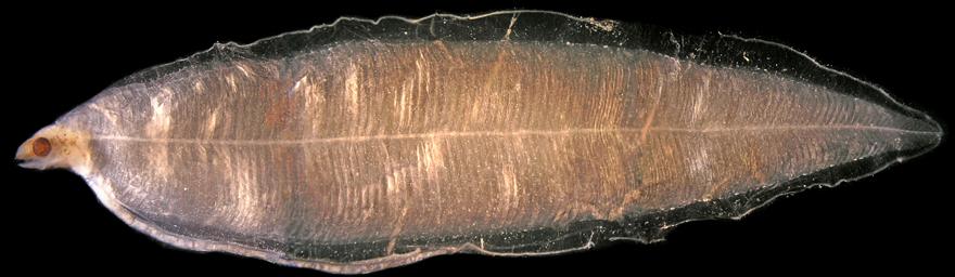 15 Ordem Anguilliformes / Família Chlopsidae 3 Figura 3 - A: Kaupichthys nuchalis DZUFRJ 21541; CP 52,0 mm. Vista geral.