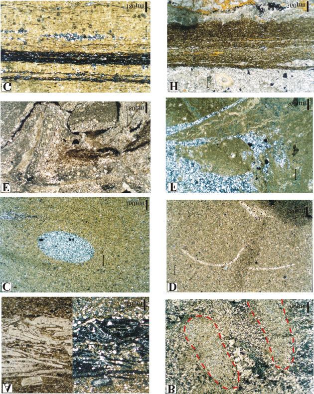 Figura 2. Principais litofácies carbonáticas da Formação Irati no furo de sondagem FP-01-PR. (Siglas: L-1 a L-20 = lâminas petrográficas, cujas posições estão indicadas na Figura 1.