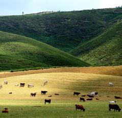 SUMÁRIO AGRONEGÓCIO Com queda no ramo pecuário, alta no PIB se limita a 0,05% em nov/16.