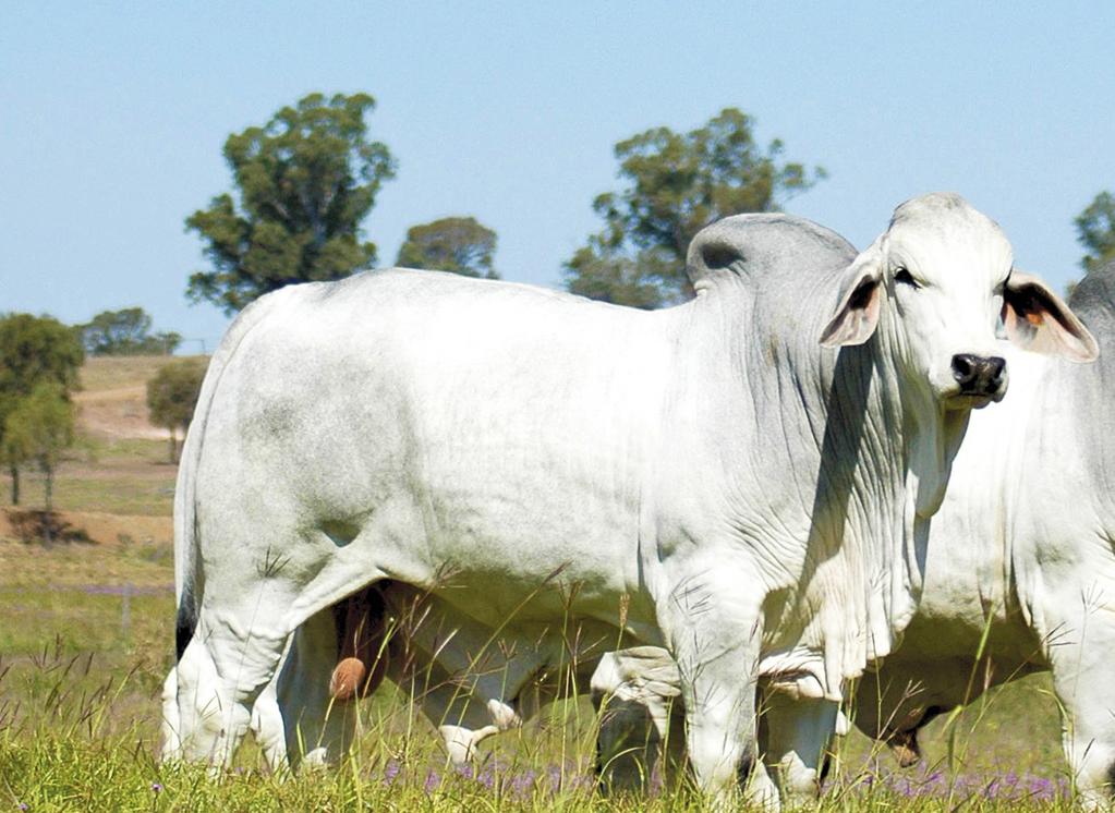 4 AGRONEGÓCIO COM QUEDA NO RAMO PECUÁRIO, ALTA NO PIB SE LIMITA A 0,05% EM NOV/16 OProduto Interno Bruto (PIB) do agronegócio brasileiro, estimado pelo Centro de Estudos Avançados em Economia