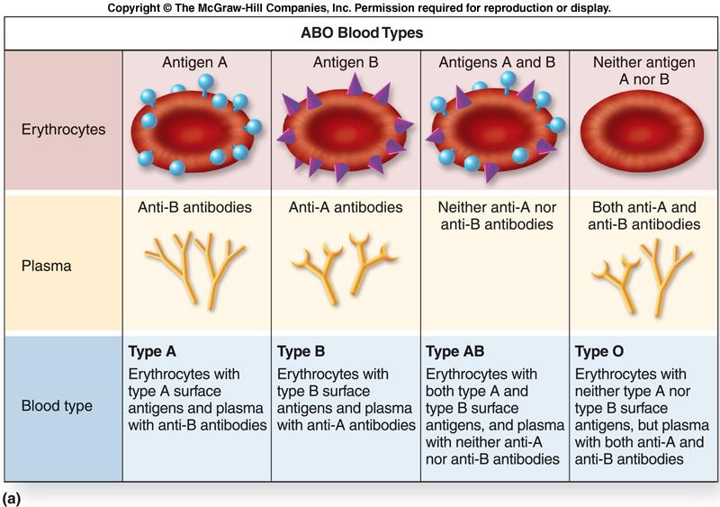 Tipo de Sangue A / B / AB / O Doa para A,AB / B,AB