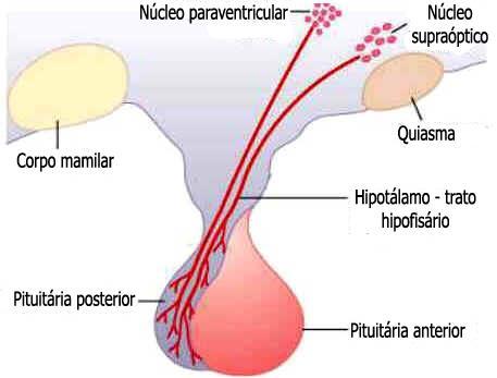 HIPOTÁLAMO A HIPÓFISE. É conhecida também como glândula pituitária. Tendo dimensões aproximadas a um grão de ervilha, pesando entre 0,5 a 1 grama.