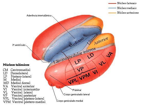 TÁLAMO É uma massa localizada em ambos os hemisférios cerebrais.