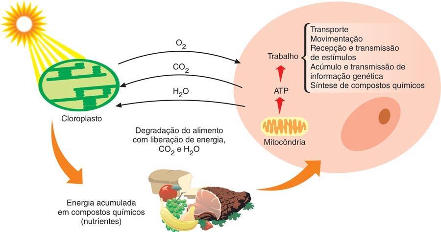 ATP: molécula energética Jack Art/Corel A fotossíntese produz os