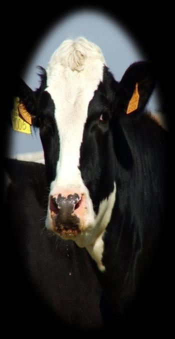 Na matéria seca (MS): Dieta da Vaca Leiteira 40-55% de
