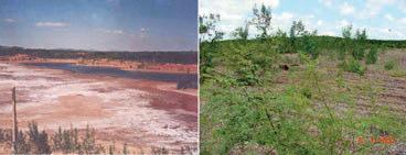 Machados Imagens antes (2001) e depois (2003) da reabilitação ambiental em taludes