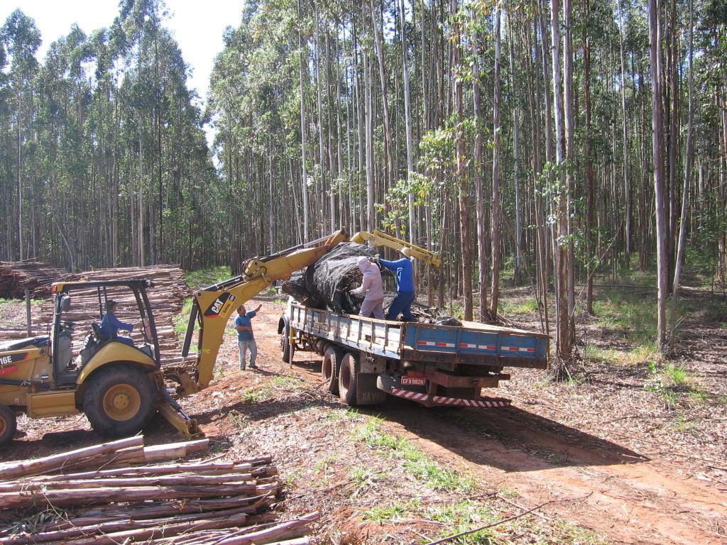 4 Pesagem e picagem do material Os resíduos florestais provenientes da colheita