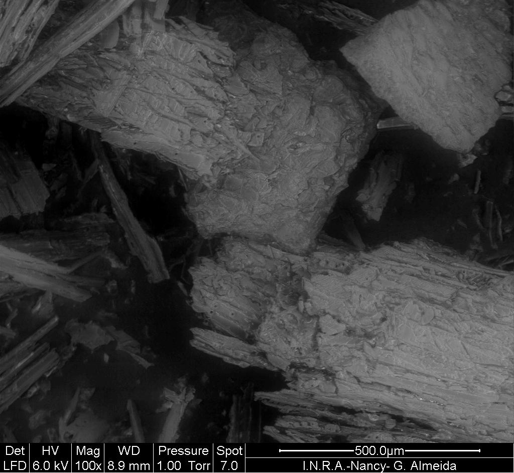 microscopia eletrônica (MEVA) (A) (B)