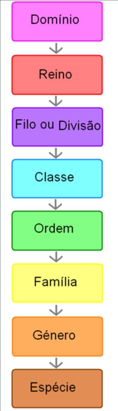 TAXONOMIA é a ciência que trata da identificação, classificação, nomenclatura e descrição dos seres vivos. - TAXO CLASSIFICAÇÃO - NOMIA REGRAS Critério atual: Anatomia, Composição química e genes.