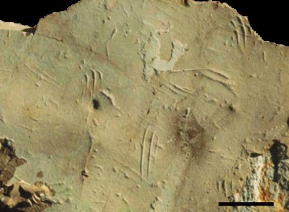 de Mesosaurus tenuidens, que também ocorre no continente