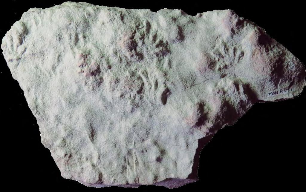 5 cm Fig. 21. Pegadas de répteis da Formação Rio do Rasto, procedentes da região de São Jerônimo da Serra.