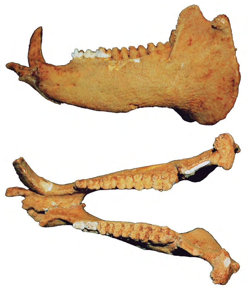 Mangueirinha. Estes animais atingiam o porte de um elefante atual e ultrapassavam 5 toneladas. Os toxodontes (Toxodon platensis, fig.