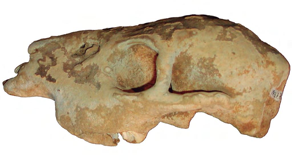 Na área da atual Represa Hidrelétrica Governador Ney Aminthas de Barros Braga, em Mangueirinha, foram coletados restos de um cavalo extinto (Equus (Amerhippus) neogeous, fig.